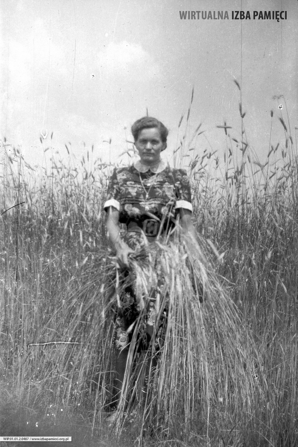 Lata 50. XX wieku. Aniela Adamiec (Sutkowy) z Mołodycza w łanie zboża