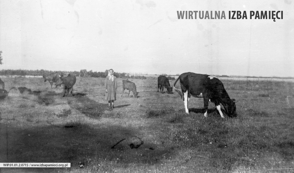 Lata 60. XX wieku. Maria Hubacz wśród pasących się na pastwisku krów