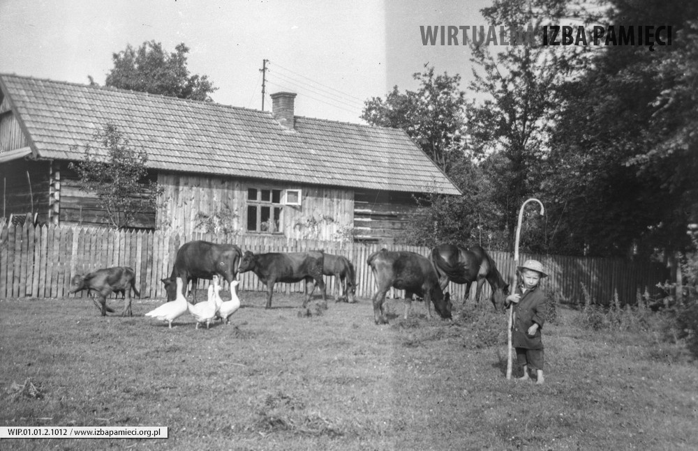 Lata 60. XX wieku. Mały pastuszek Staszek Hubacz z Mołodycza
