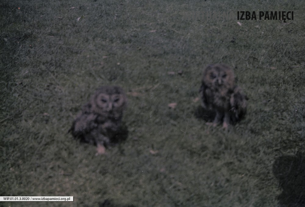 Lata 80. XX wieku. Dwie sowy z gospodarstwa Hubaczów w Mołodyczu