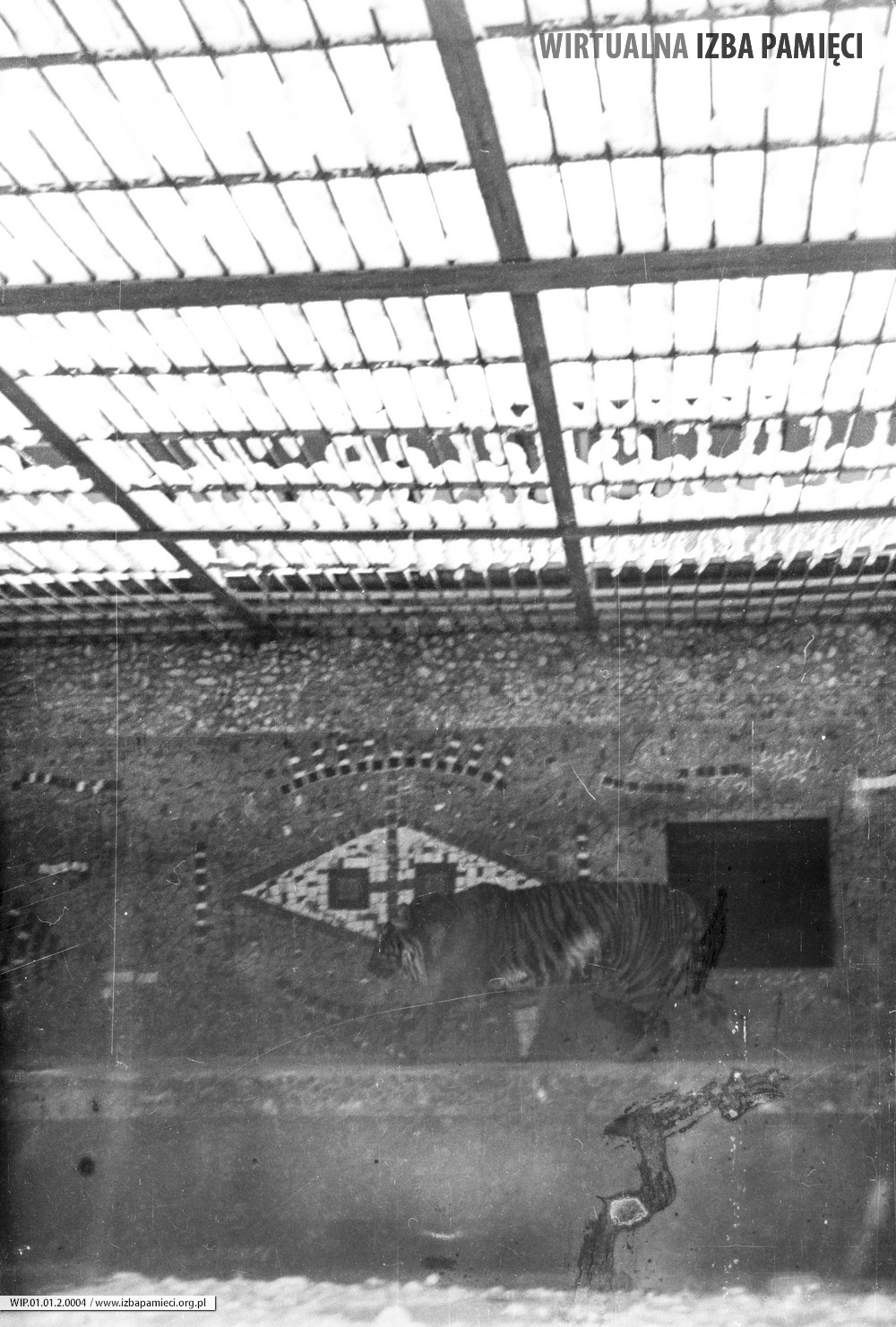 1970. Lew w Ogrodzie Zoologicznym w Zamościu