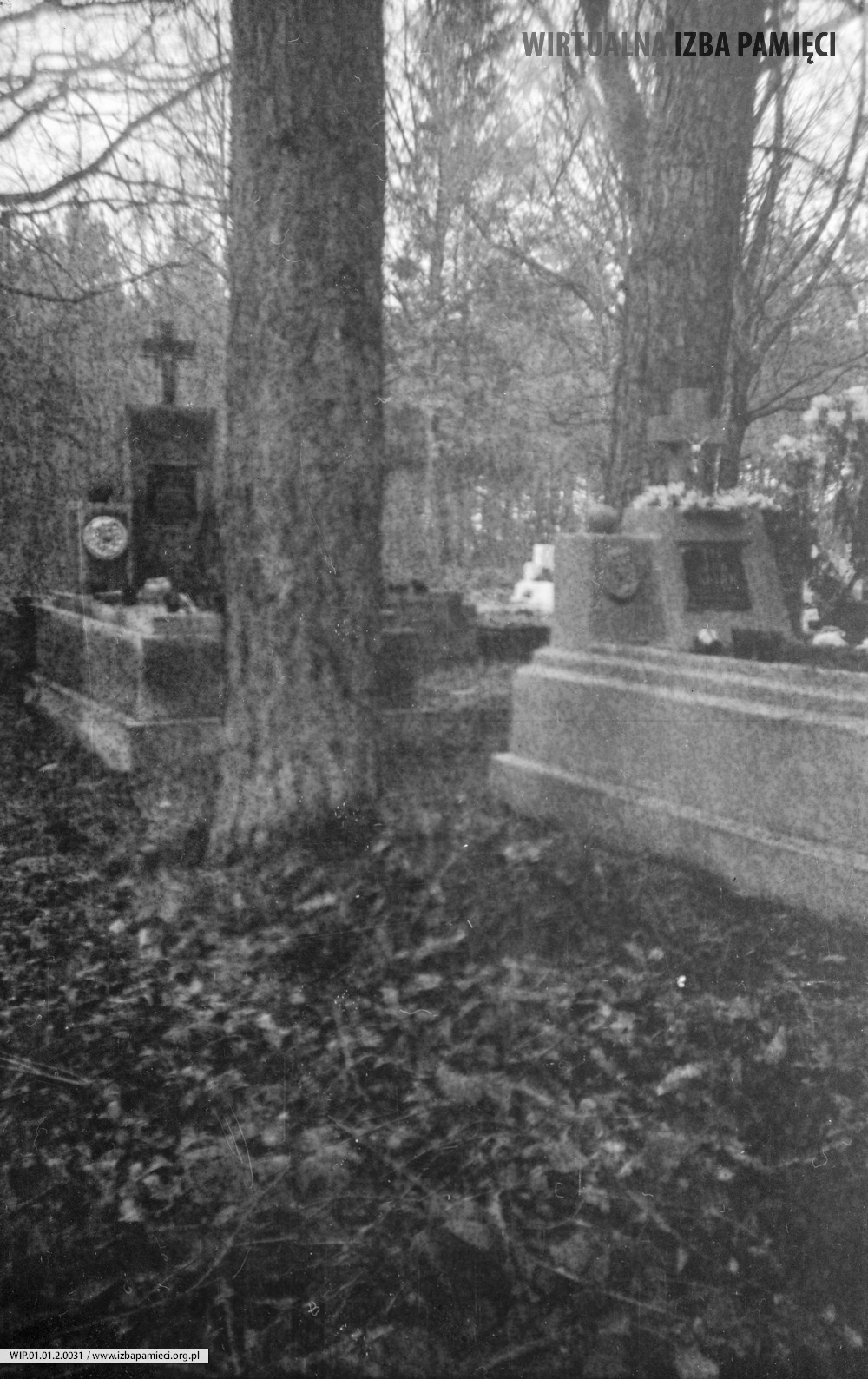 1972. Drzewa na cmentarzu w Radawie