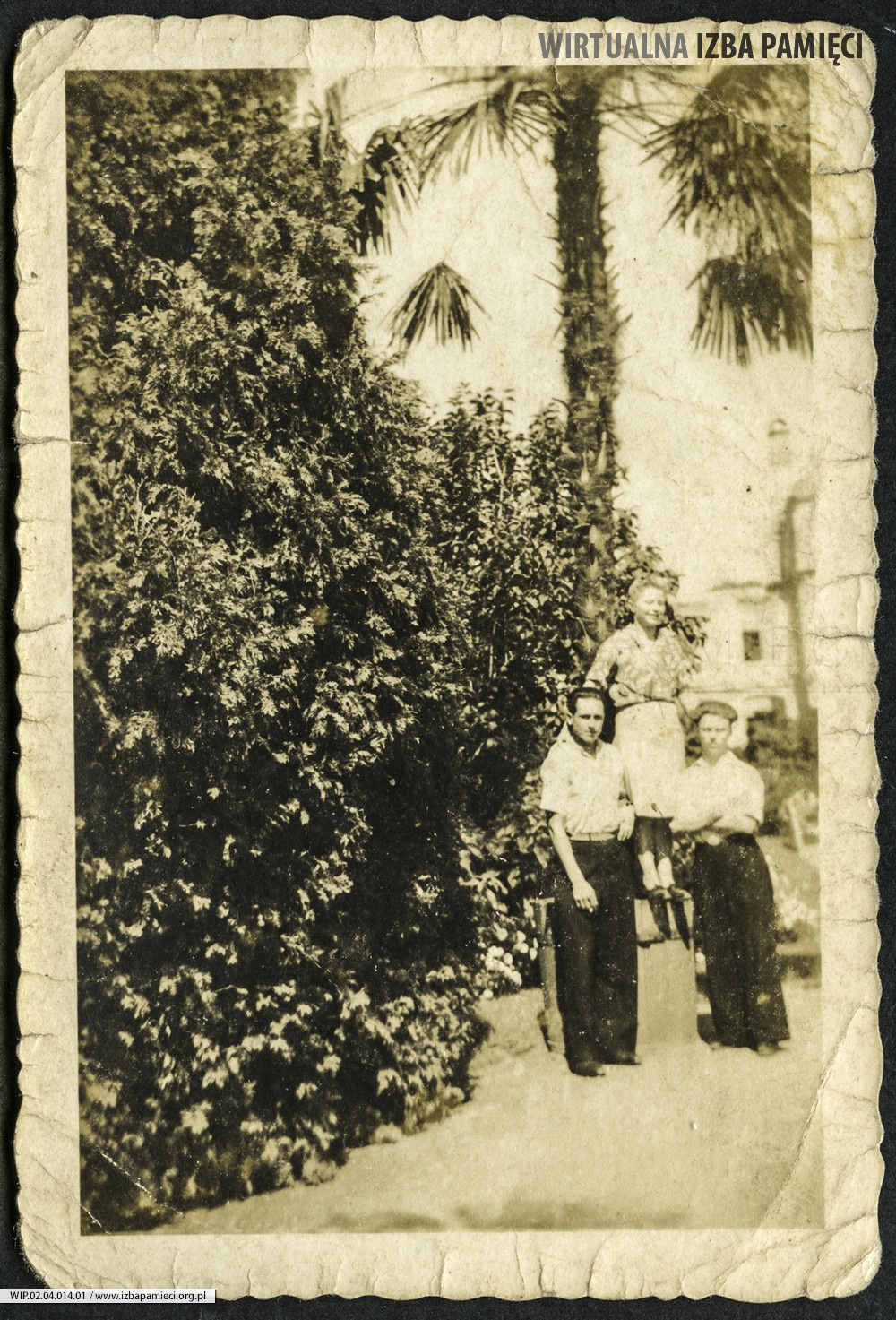 Lata 50. XX w. Dwóch mężczyzn i kobieta pod palmą.