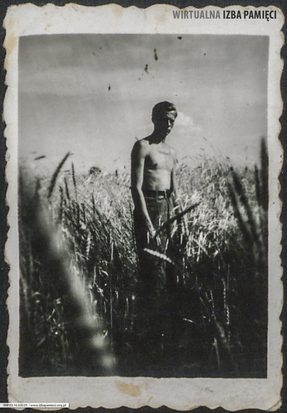 Lata 30. XX w. Fotografia mężczyzny w kłosach zboża.