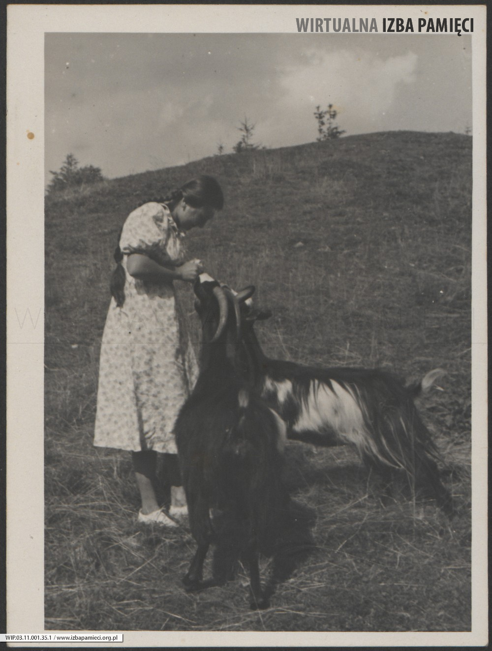 Lata 30. XX w. Kobieta karmiąca kozy.
