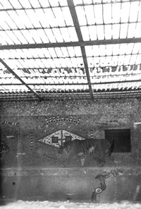 1970. Lew w Ogrodzie Zoologicznym w Zamościu