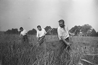 1960. Bracia z rodziny Rokoszów w czasie żniw