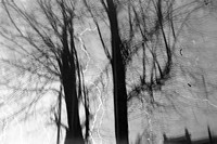Lata 50. XX wieku. Wiosenne drzewa (lipy)