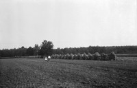 Lata 60. XX wieku. Widok pola po zniwach z ułożonym zbożem (mandele)