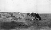 Lata 60. XX wieku. Maria Hubacz wśród pasących się na pastwisku krów