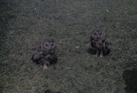 Lata 80. XX wieku. Dwie sowy z gospodarstwa Hubaczów w Mołodyczu